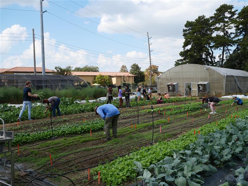Students Harvesting Vegetables