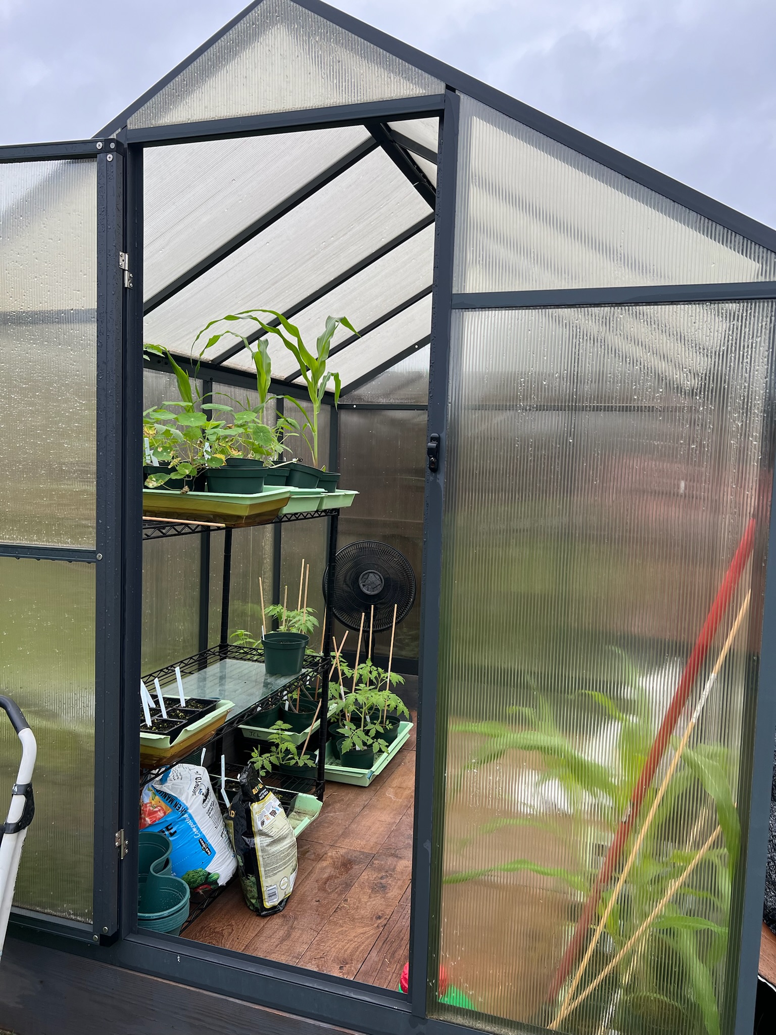 Plants in greenhouse