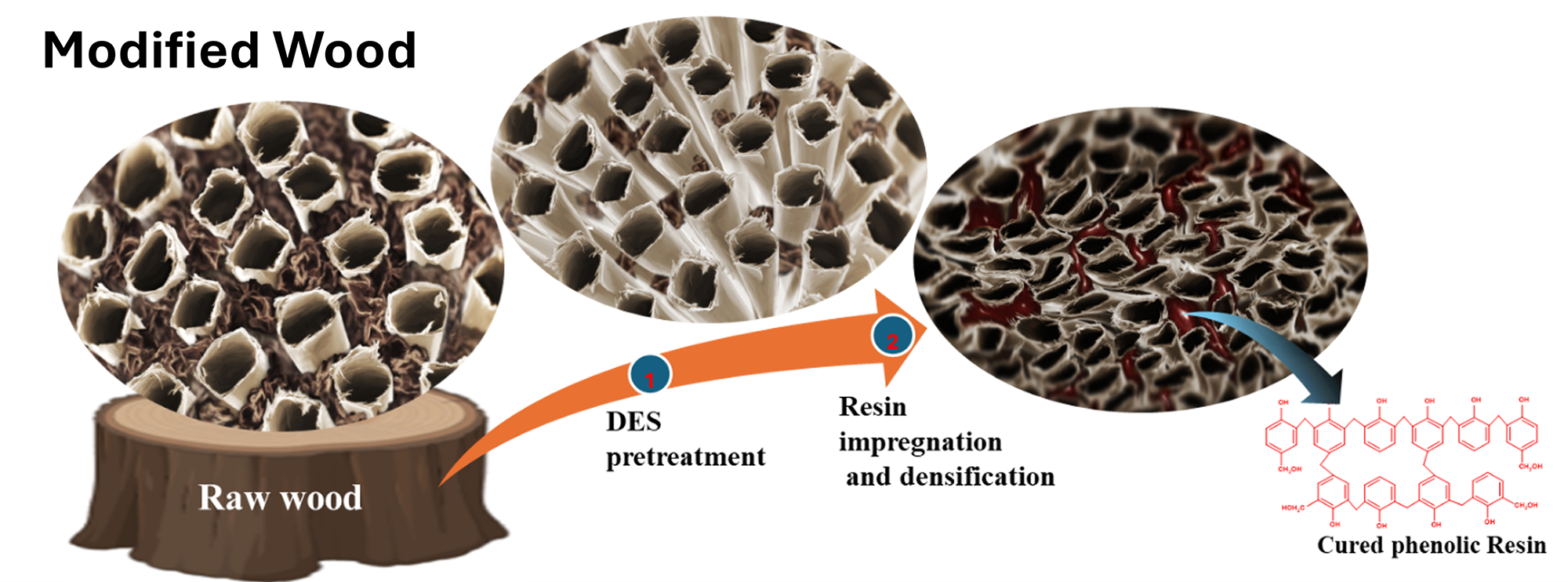 Illustrated steps to modify wood: Start with raw wood, DES pretreatment, resin impregnation and desification, cured phenoli resin