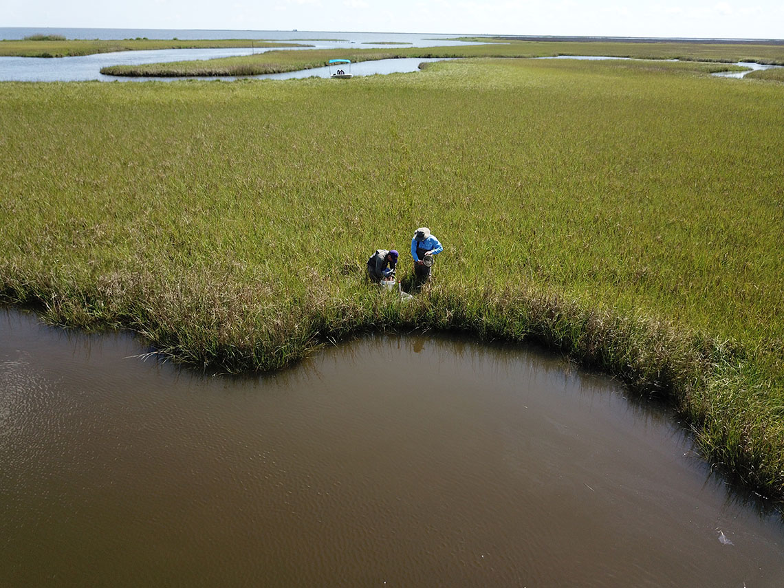 Scientists sampling fish An overhead shot of two people working in a marsh with a boat in the background