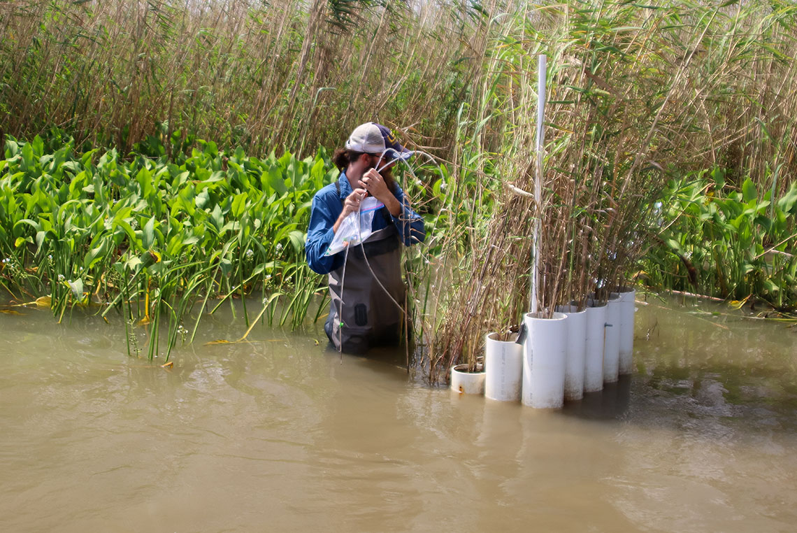 a man stands waist deep in water next to white pipes sticking out of the marsh