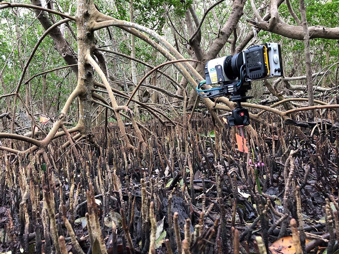 LIDAR scanner pointed at a mangrove tree A LIDAR scanner pointed at mangrove tree