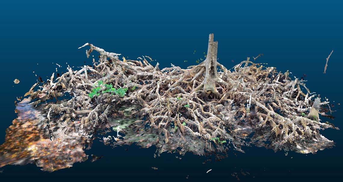 A 3D image of a mangrove root A 3D image of a mangrove root