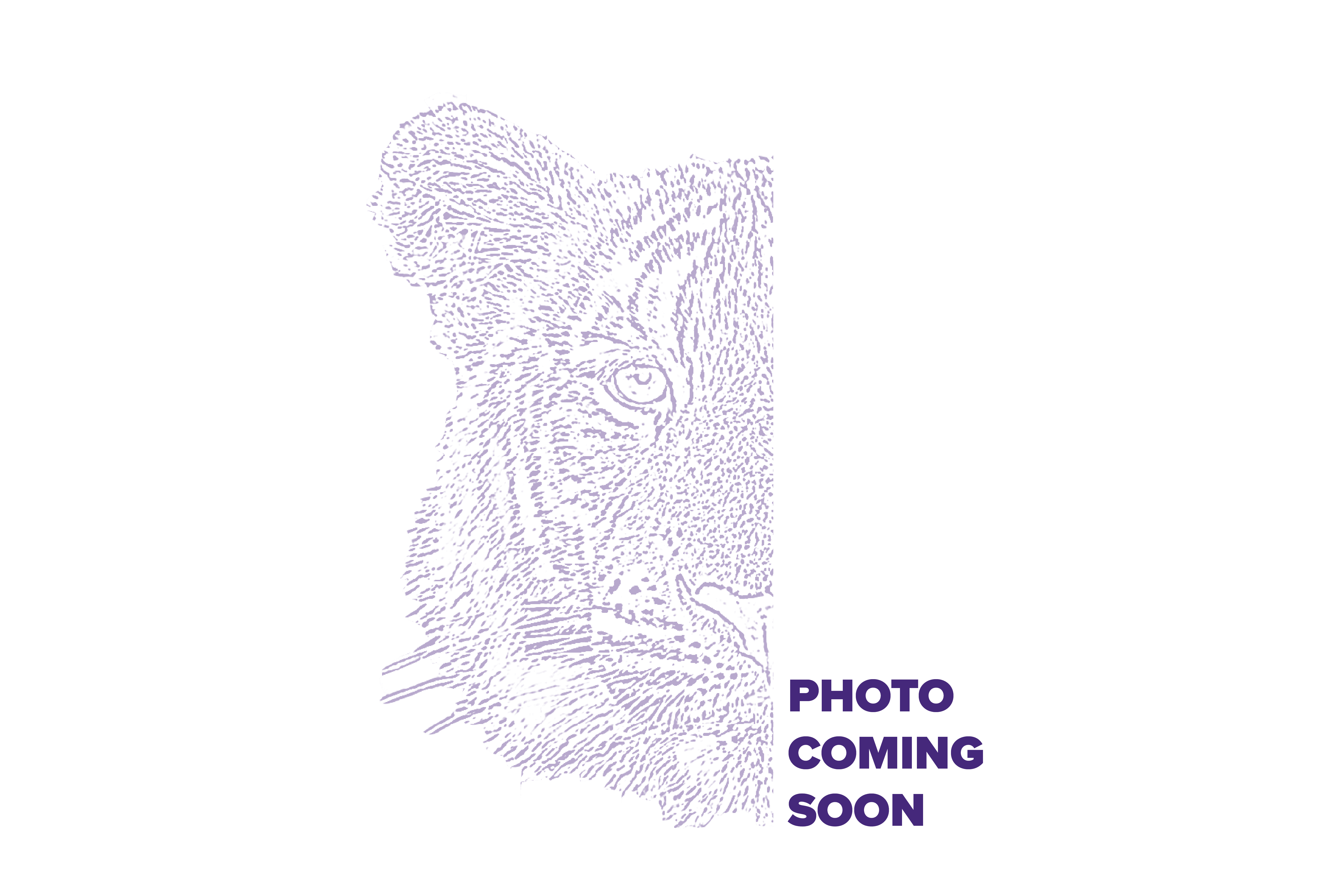 Placeholder Tiger Image Coming Soon