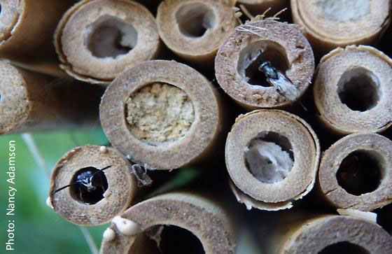 active insect hotel photo by nancy adamson