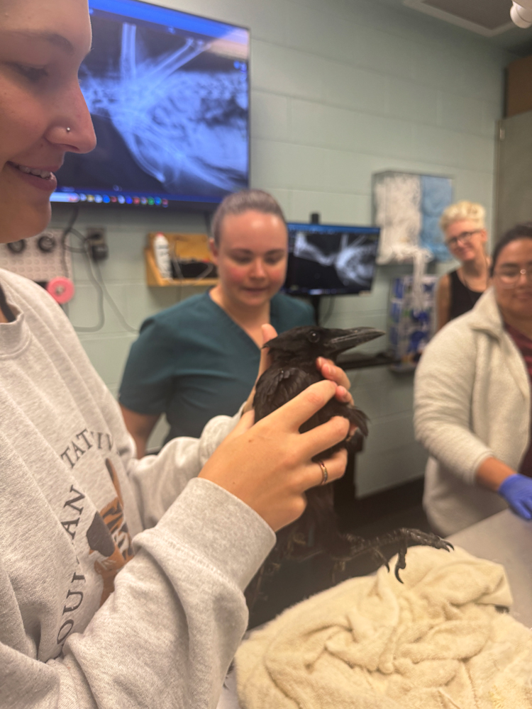 Student holding a crow as it is evaluated