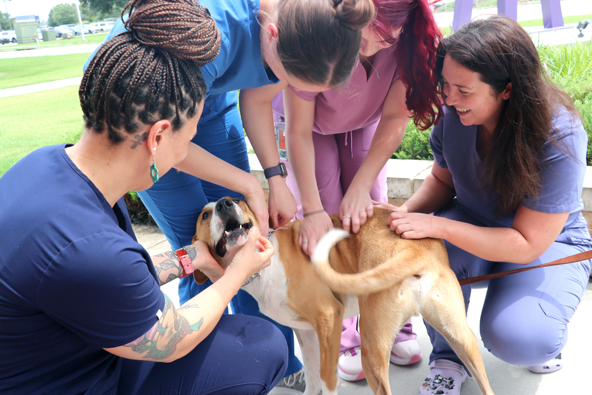 Neurology team petting Dumpster